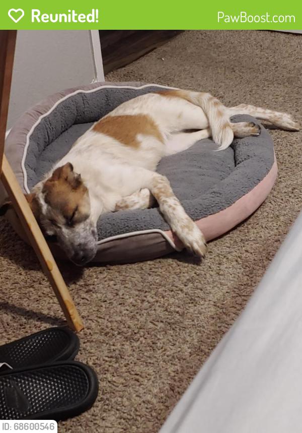 Reunited Female Dog last seen East library, Arlington, TX 76010