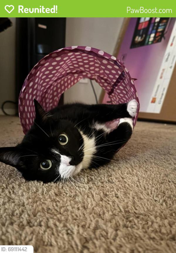 Reunited Female Cat last seen Timber Hollow Ct, Chapel Hill, NC 27514