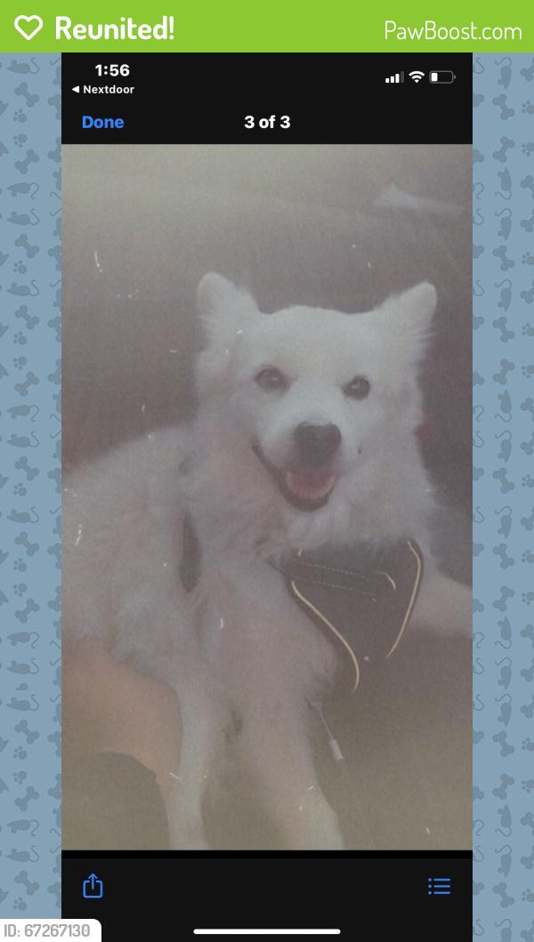 Reunited Male Dog last seen Near Belinda Way, Chula Vista, CA 91910, USA, Chula Vista, CA 91910