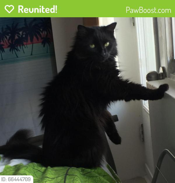 Reunited Male Cat last seen lac aux castors (parc mont-royal), Montreal, QC H3H
