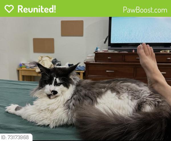 Reunited Male Cat last seen Raywood Manner, Yukon, OK 73099