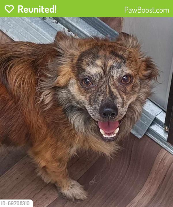 Reunited Male Dog last seen 5th st e, Manatee County, FL 34203