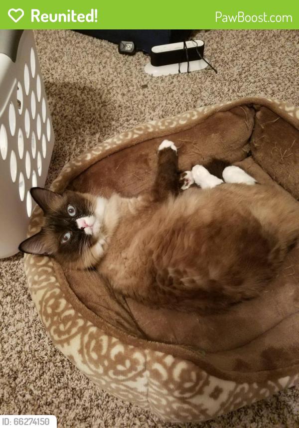 Reunited Female Cat last seen Old 41 highway, Kennesaw, GA 30152