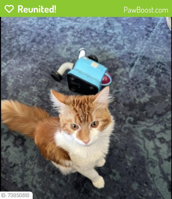 Reunited Male Cat last seen Warners End, Hertfordshire, England HP1