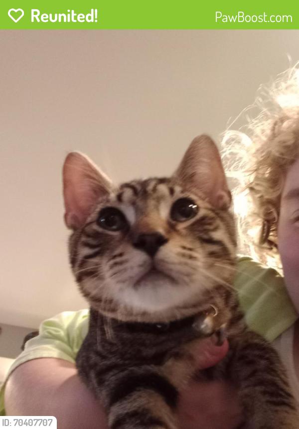 Reunited Male Cat last seen W Maple St Between N Cedar St and W Park Ave, Dallastown, PA 17313