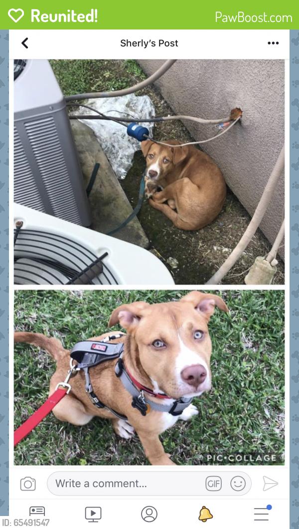 Reunited Male Dog last seen Facebook, Independence, MO 64052