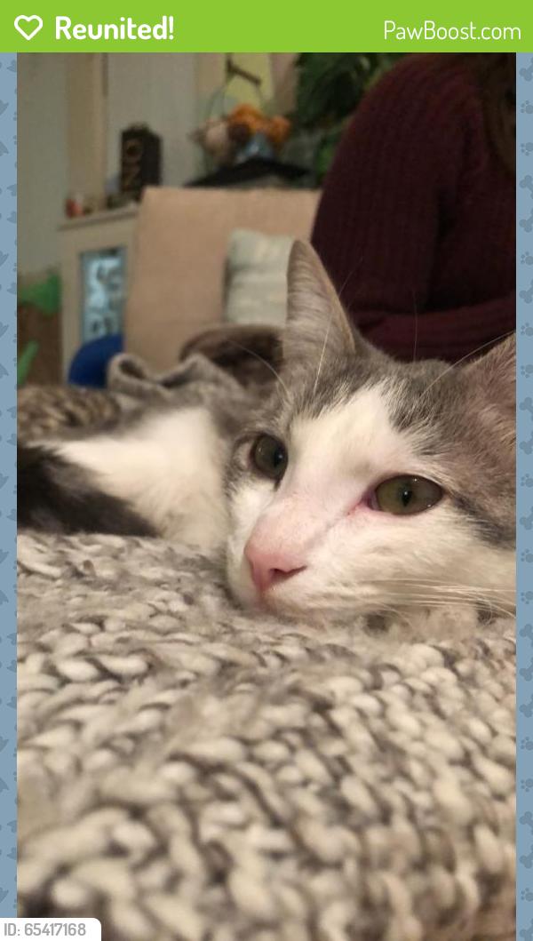 Reunited Male Cat last seen Near Cross St & S Plum Ave, New Braunfels, TX 78130