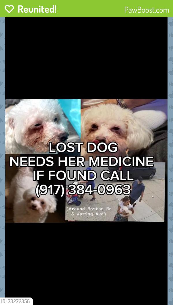Reunited Female Dog last seen Near max deals across from a senior center, The Bronx, NY 10467