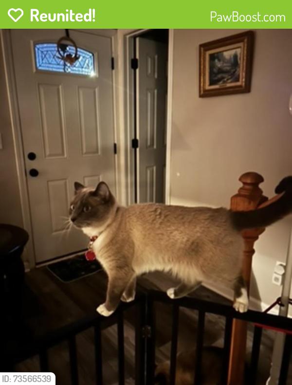 Reunited Female Cat last seen Hutchinson Road, Cumming, GA 30040
