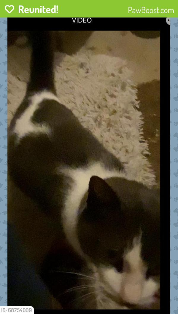 Reunited Unknown Cat last seen Silverlake Sub’d - Morgan & Endicott 77584, Houston, TX 77035