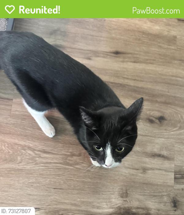 Reunited Female Cat last seen North 6th Street and East 7th Avenue, Columbus, OH 43201