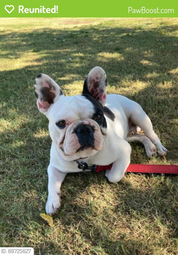 Reunited Male Dog last seen Near S 41st Cir, Phoenix, AZ 85042, USA, Phoenix, AZ 85042