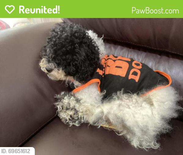 Reunited Male Dog last seen Flushing, Queens, NY, USA, Queens, NY 11354