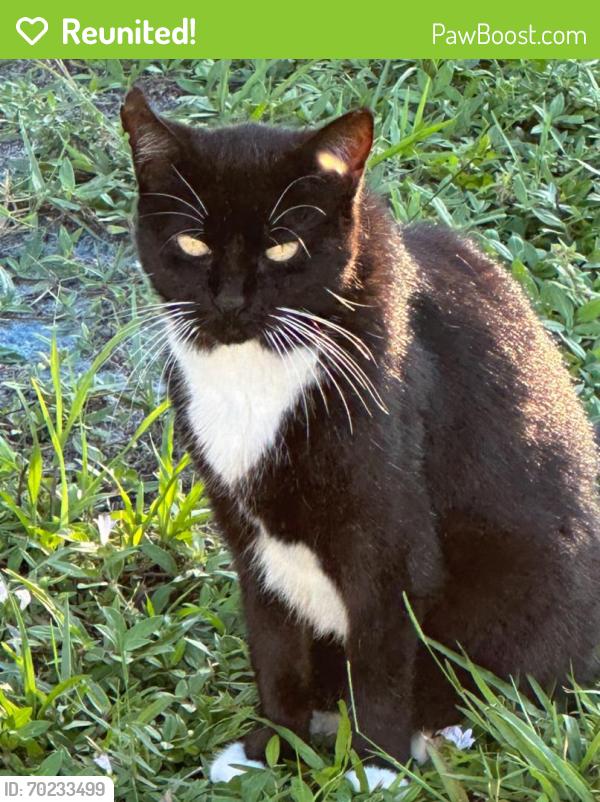 Reunited Female Cat last seen Indian town road near Jupiter police station, Jupiter, FL 33458
