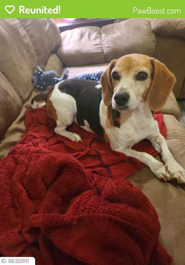 Reunited Female Dog last seen Semmes Al, Semmes, AL 36613