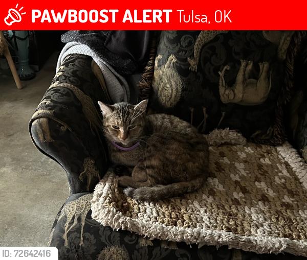 Lost Female Cat last seen Near S 81st W Ave, Tulsa, OK 74127, USA, Tulsa, OK 74127