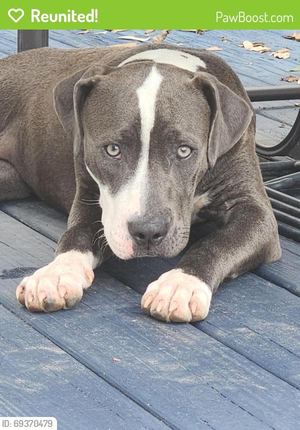 Reunited Female Dog last seen Bauer rd and Schiel Rd, Harris County, TX 77433
