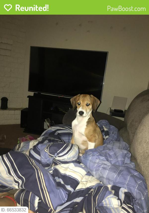 Reunited Female Dog last seen Logan St behind Del Mar on Staples, Corpus Christi, TX 78401