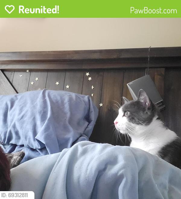 Reunited Male Cat last seen Hampshire Ave Norfolk , Norfolk, VA 23513