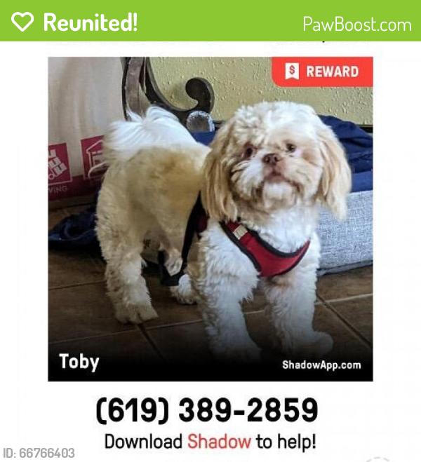 Reunited Male Dog last seen Harness and Helix Street, Spring Valley, CA 91977