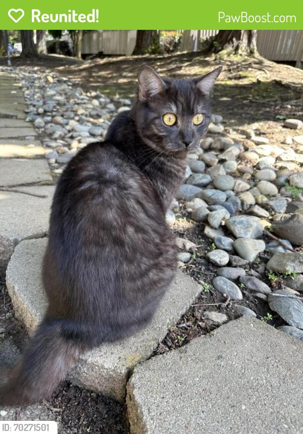 Reunited Male Cat last seen Birdcage, Citrus Heights, CA 95610