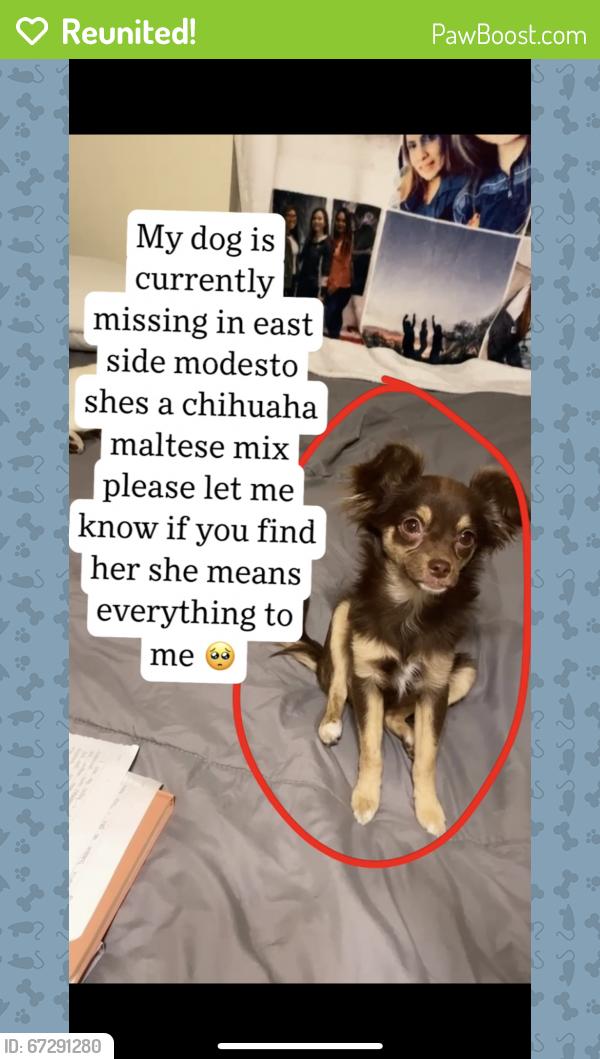 Reunited Female Dog last seen Poppy patch & whitehorn dr, Modesto, CA 95354
