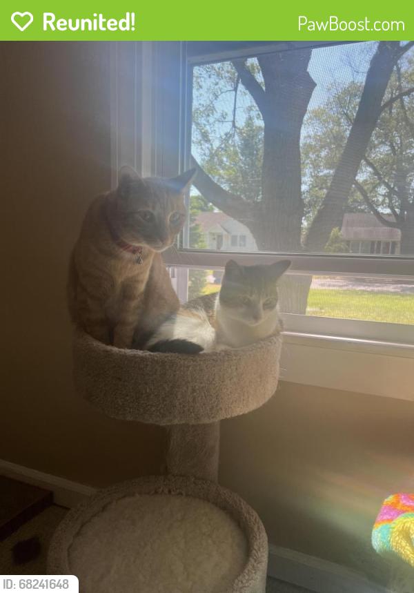 Reunited Male Cat last seen Tucker St, Safety Harbor, FL 34695, USA, Safety Harbor, FL 34695