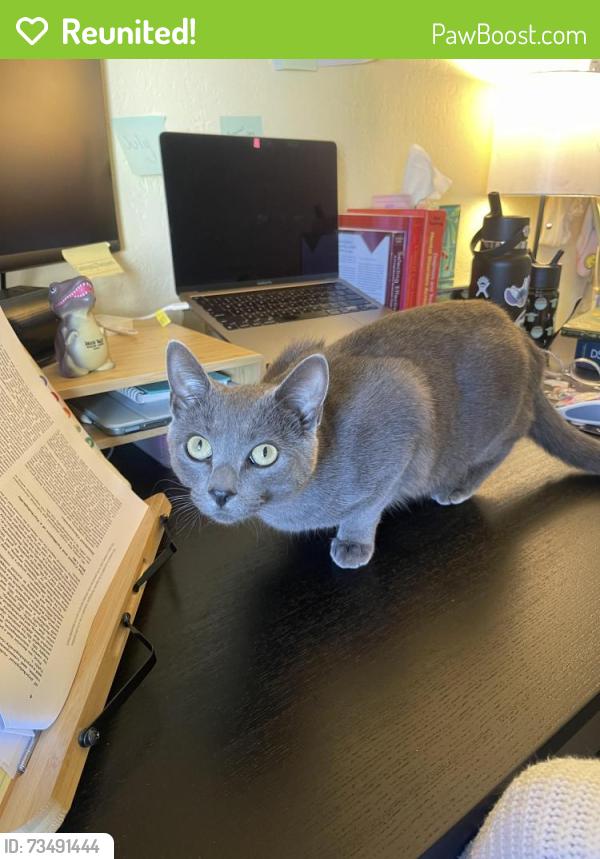 Reunited Female Cat last seen Royal High School, Simi Valley, CA 93065