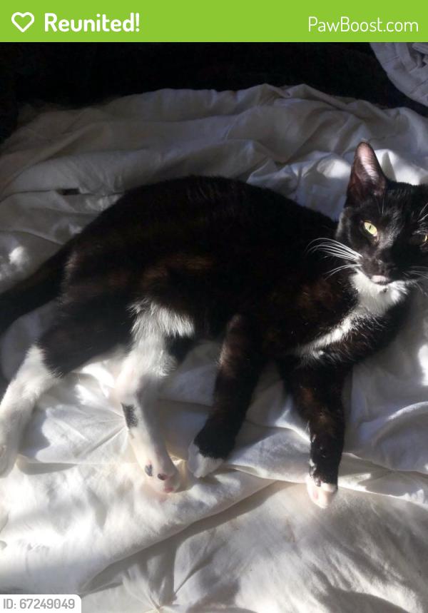 Reunited Male Cat last seen Near Parkcenter Lane, Tustin, CA, USA, Tustin, CA 92782