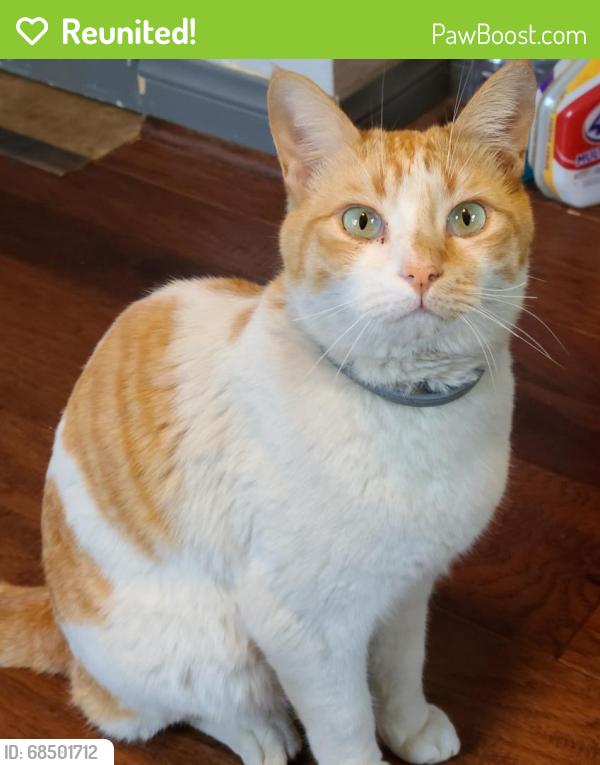 Reunited Male Cat last seen Elm Ave, Fontana CA, Fontana, CA 92335