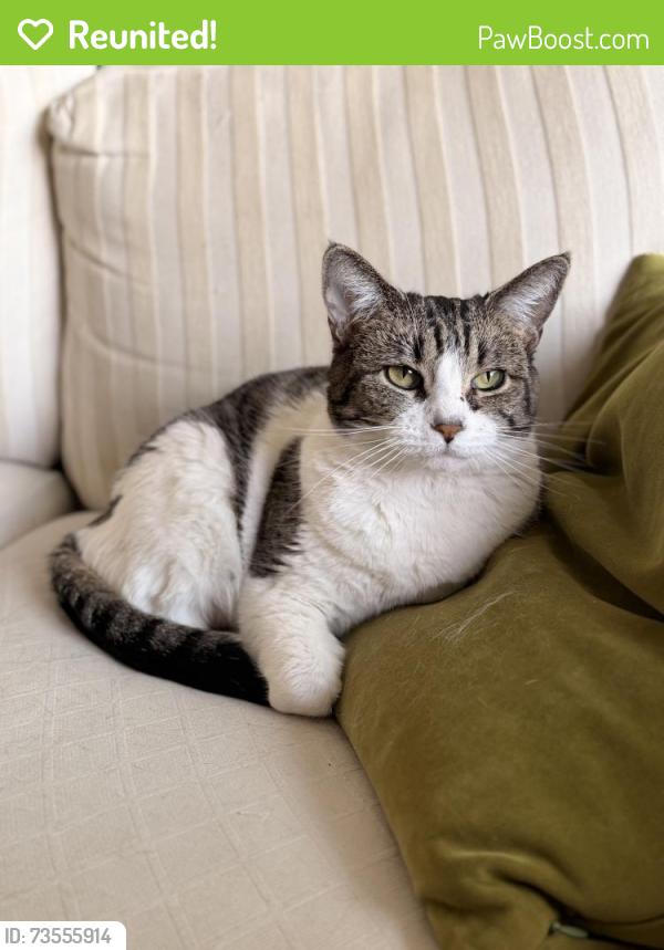 Reunited Female Cat last seen Lankershim and Kling, Los Angeles, CA 91602