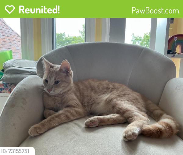 Reunited Unknown Cat last seen Rochester/gunn/snell, Rochester, MI 48306