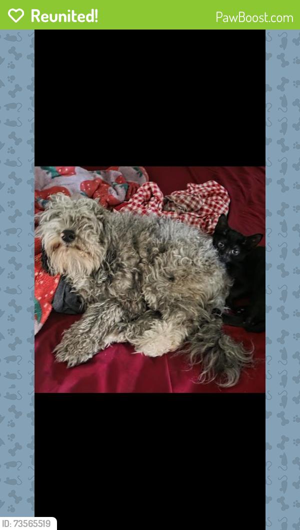 Reunited Male Dog last seen Ege between West Side Ave and Mallory, Jersey City, NJ 07304