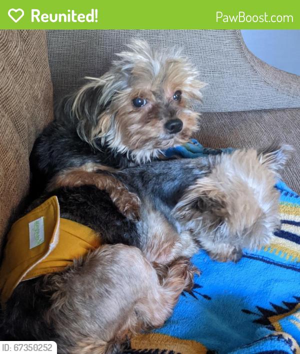 Reunited Female Dog last seen fishtrap Easley bridge rd, Pickens County, SC 29611