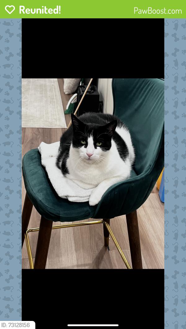Reunited Male Cat last seen Sherman and Bowers, Jersey City, NJ 07307