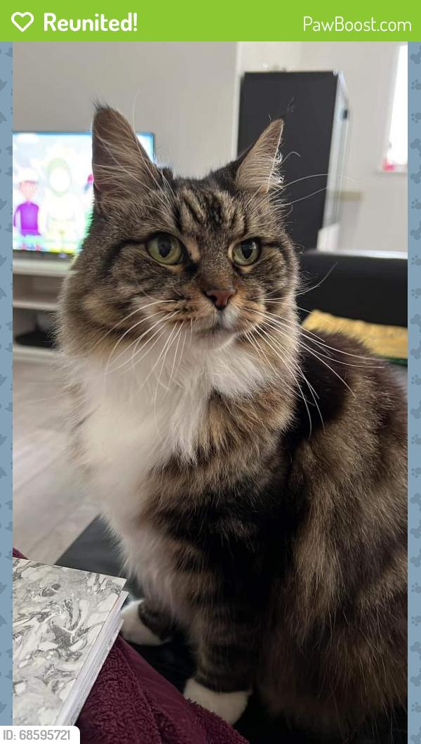Reunited Female Cat last seen DA1 2RQ, , England DA1