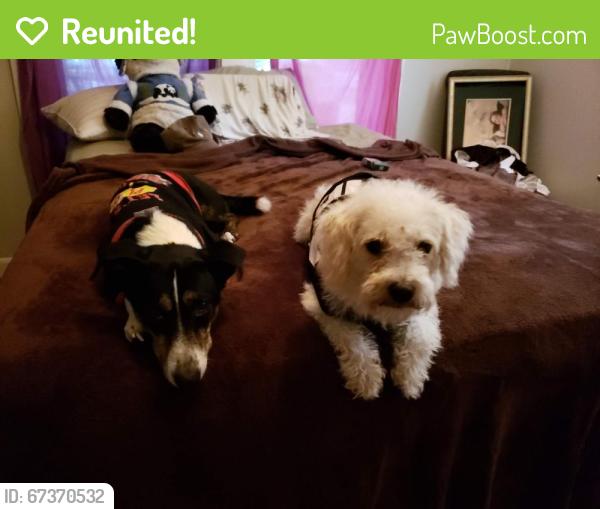 Reunited Male Dog last seen Police station, Bessemer City, NC 28016