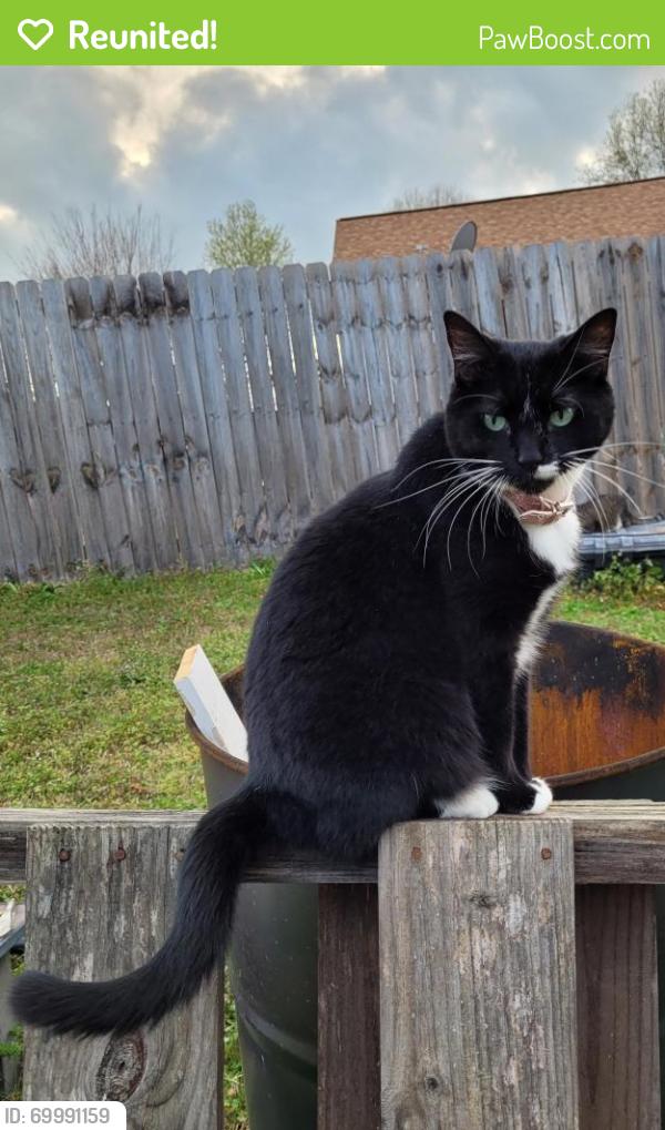 Reunited Female Cat last seen Courtyard circle winder GA, Winder, GA 30680