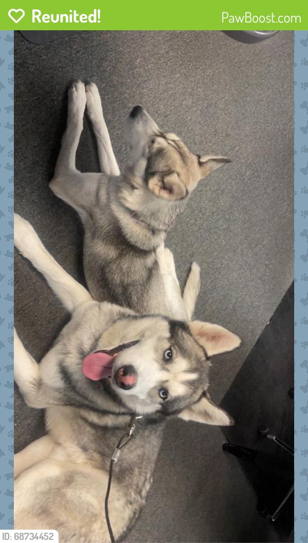 Reunited Female Dog last seen Near Washington St, Denver, CO 80229, USA, Denver, CO 80229