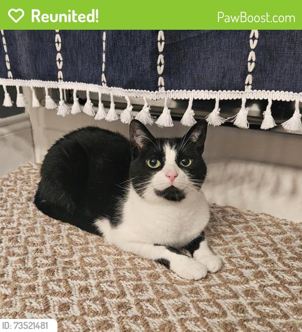 Reunited Female Cat last seen Near Riverwood Drive Hixson, Chattanooga, TN 37343