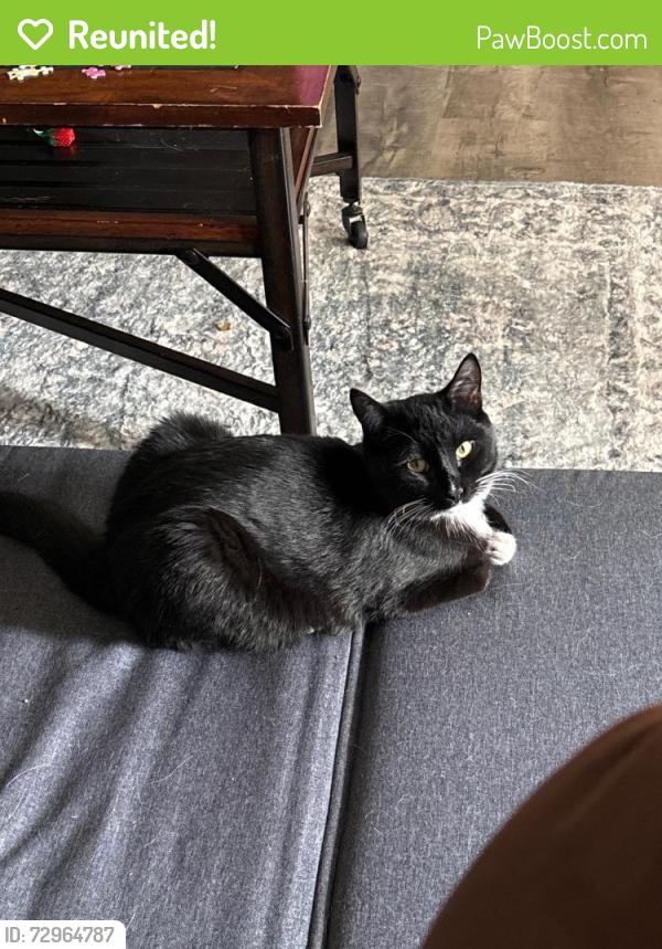 Reunited Male Cat last seen 123rd st and germane ave by cedar knolls, Apple Valley, MN 55124
