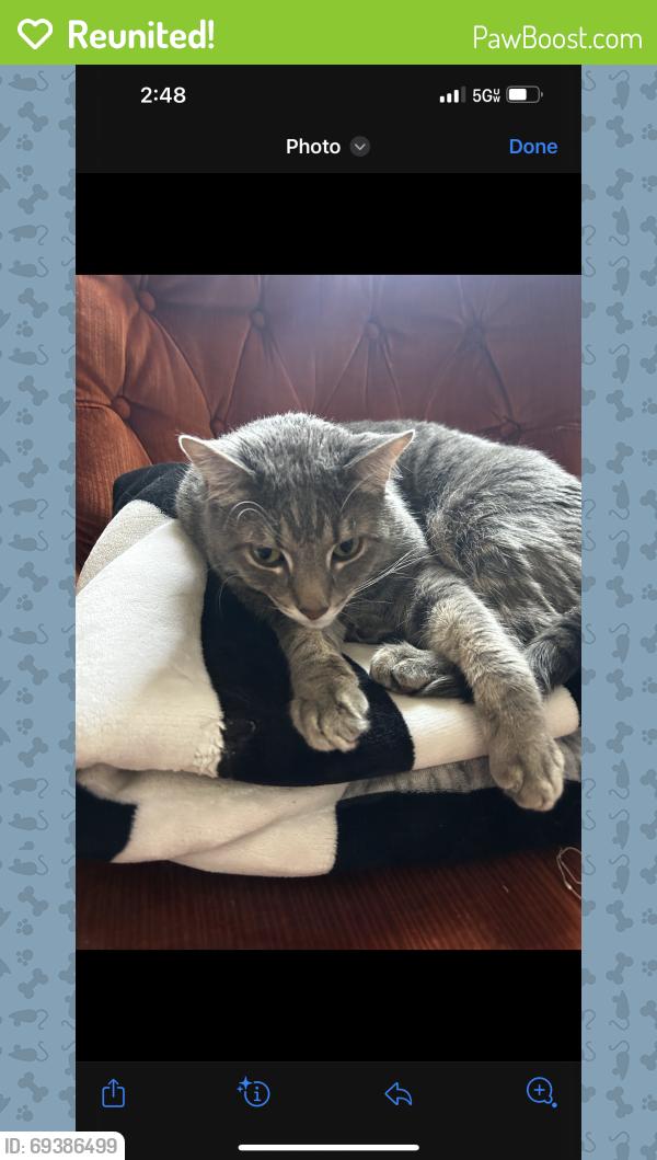 Reunited Male Cat last seen North Hampton Liberty Area, Kansas City, MO 64157