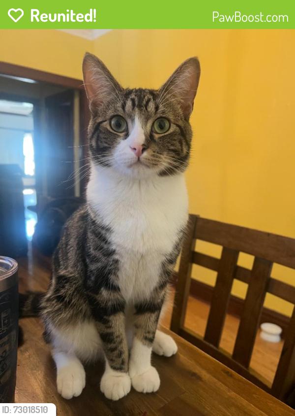 Reunited Male Cat last seen N Albany & W Cullom, Irving park neighborhood , Chicago, IL 60618