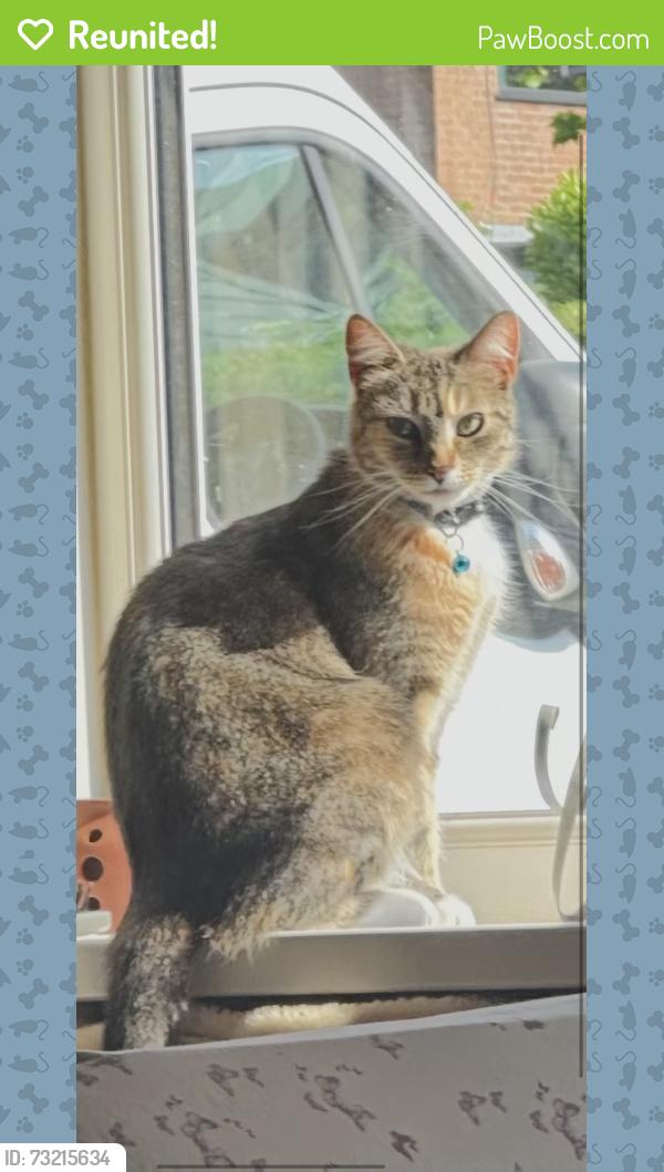 Reunited Female Cat last seen Smithy bridge abbey drive, Greater Manchester, England OL15 0NA