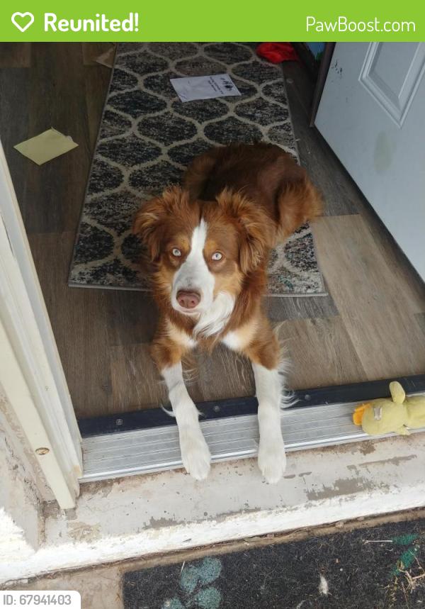 Reunited Male Dog last seen 8th and Gilbert, Mesa, AZ 85204