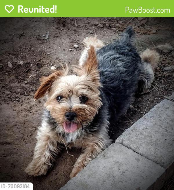 Reunited Male Dog last seen Russell/Buffalo, Spring Valley, NV 89113