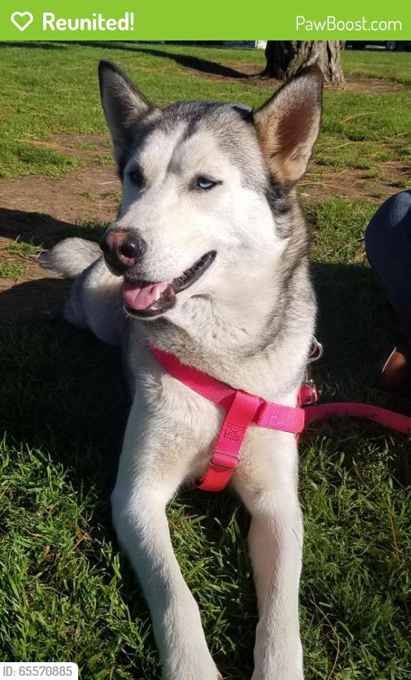 Reunited Female Dog last seen Near Cinderella Way & Cinderella Pl, Lemon Grove, CA 91945