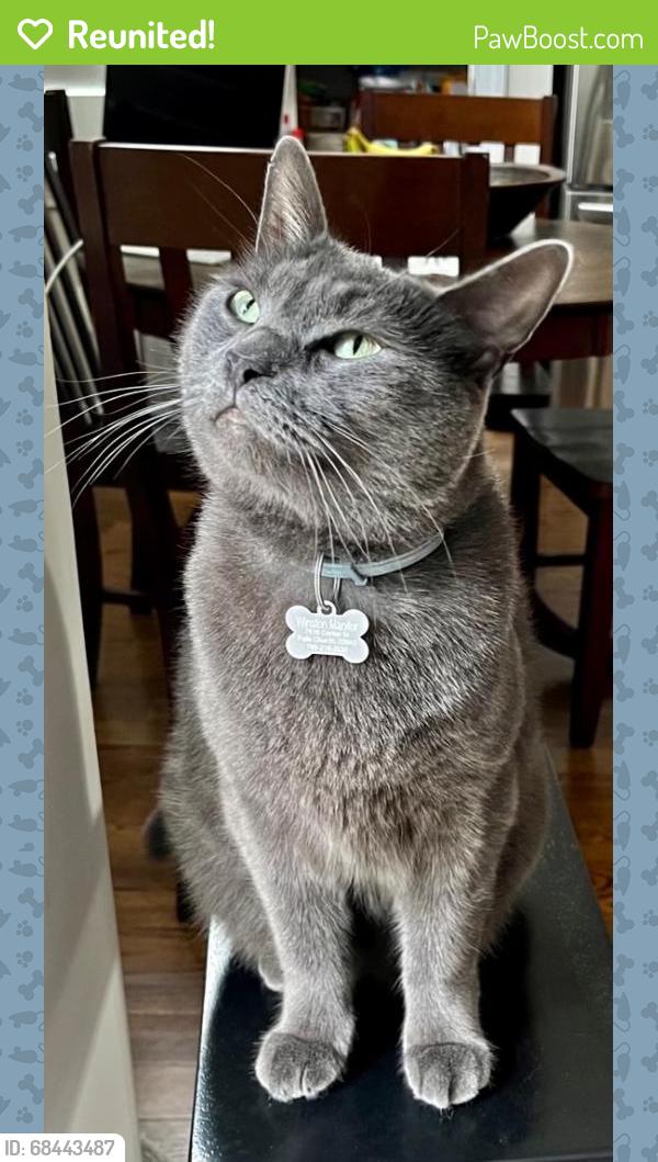 Reunited Male Cat last seen Hurst Street/ idylwood road, Falls Church, VA 22043