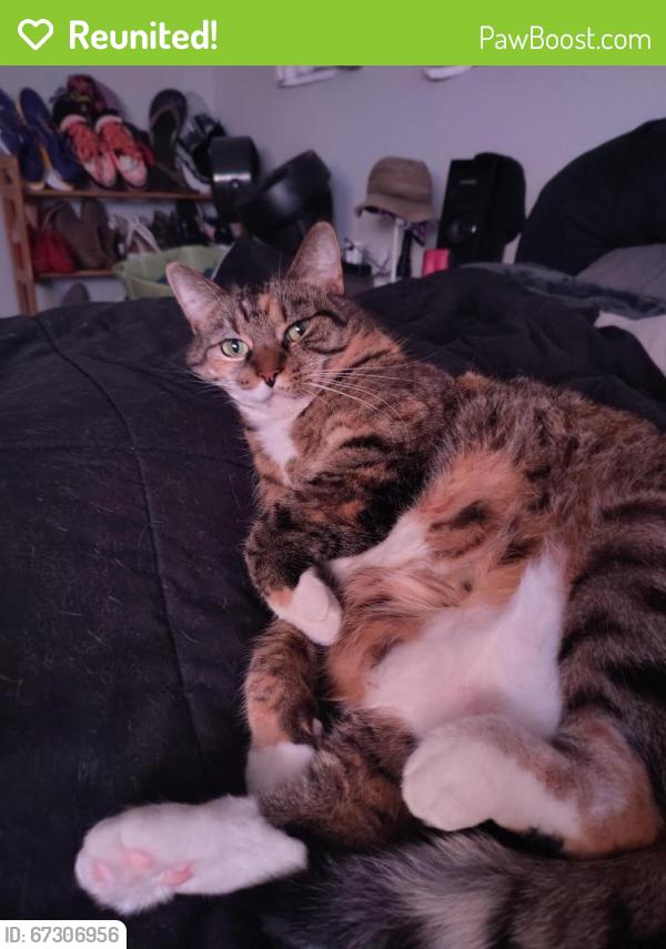 Reunited Female Cat last seen In woods behind townhouse, Woodbury, MN 55129