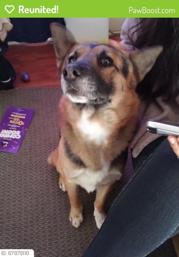 Reunited Male Dog last seen Pio Pico Middle School, Los Angeles, CA 90019